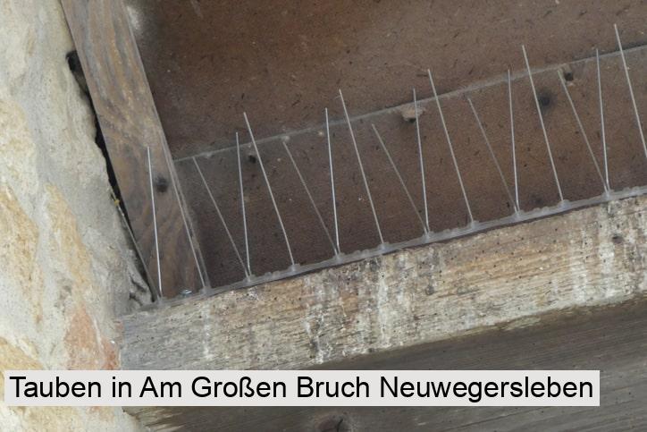 Tauben in Am Großen Bruch Neuwegersleben